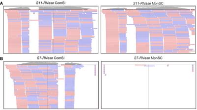 The origin and the genetic regulation of the self-compatibility mechanism in clementine (Citrus clementina Hort. ex Tan.)